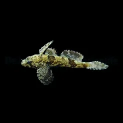 Callogobius hasseltii | All sizes