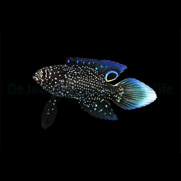 Calloplesiops altivelis - DJM Bred | All sizes