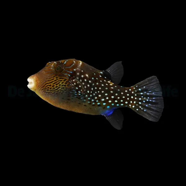 Canthigaster amboinensis | All sizes