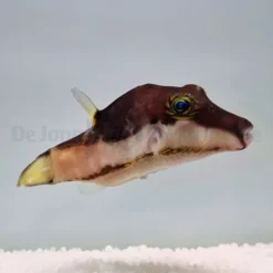 Canthigaster smithae | All sizes