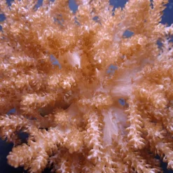Capnella spp. (Jakarta) | S