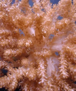 Capnella spp. (Jakarta) | S