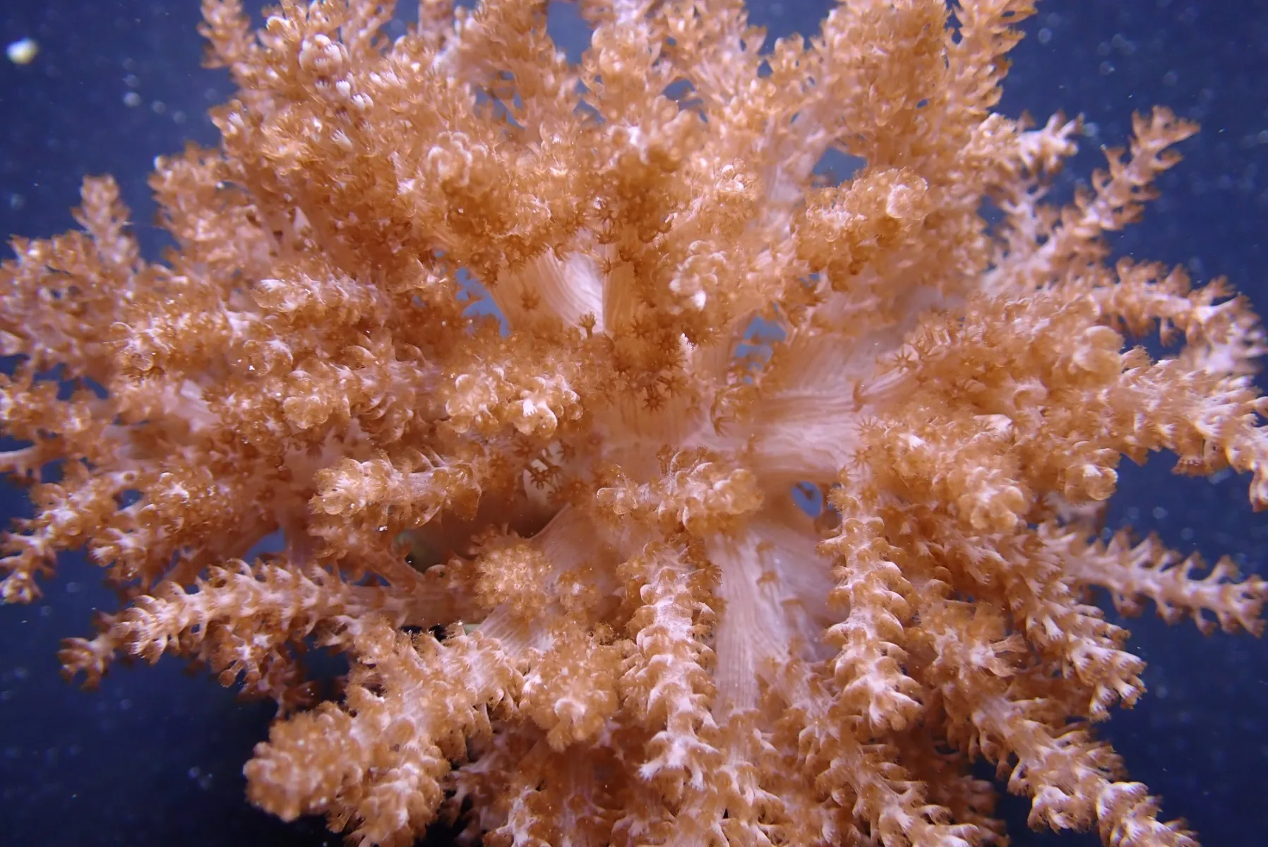 Capnella spp. (Jakarta) | M