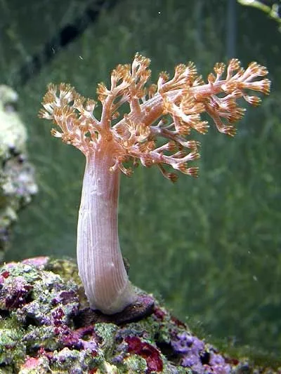 Capnella spp. (Kenya) | M
