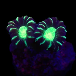 Caulastrea echinulata (frag)