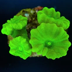 Caulastrea curvata (Green) (Ultra) | L