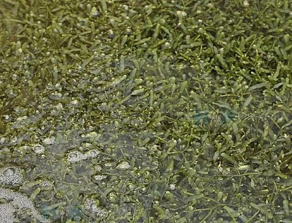 Caulerpa spp. (without rock) | S
