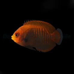 Centropyge Aurantia - T.B. | All sizes