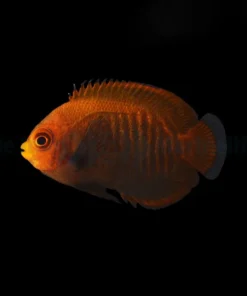 Centropyge Aurantia - T.B. | All sizes