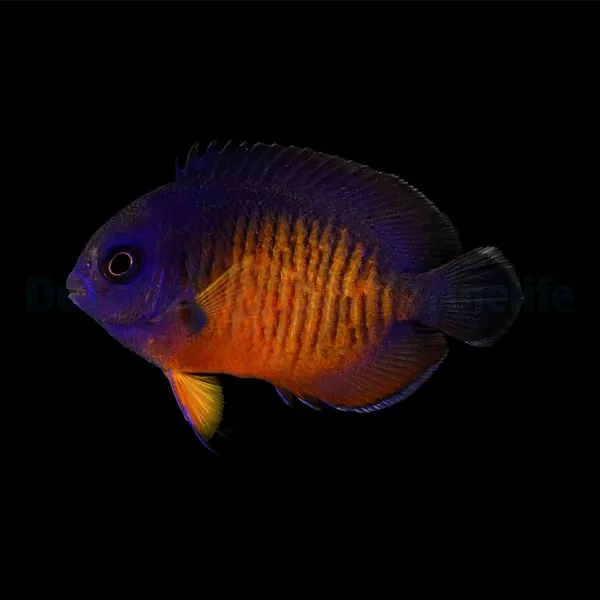 Centropyge bispinosa - T.B. | S