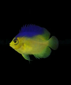 Centropyge Colini - T.B. | All sizes