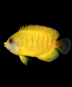 Centropyge eibli (Tigerpyge) - T.B - 79e 2 | All sizes