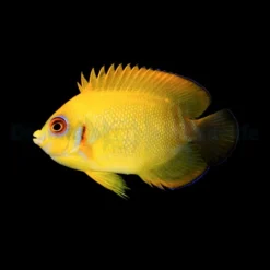 Centropyge Flavissima (Hybrid) | All sizes