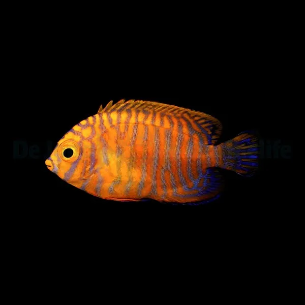 Centropyge potteri - T.B. | All sizes