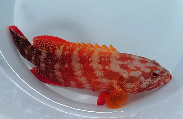 Cephalopholis urodeta | L