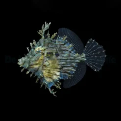 Chaetodermis penicilligerus | M