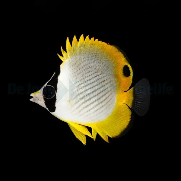 Chaetodon adiergastos | S