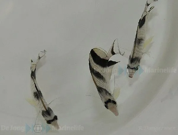 Chaetodon argentatus | L