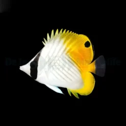 Chaetodon Auriga | Size L