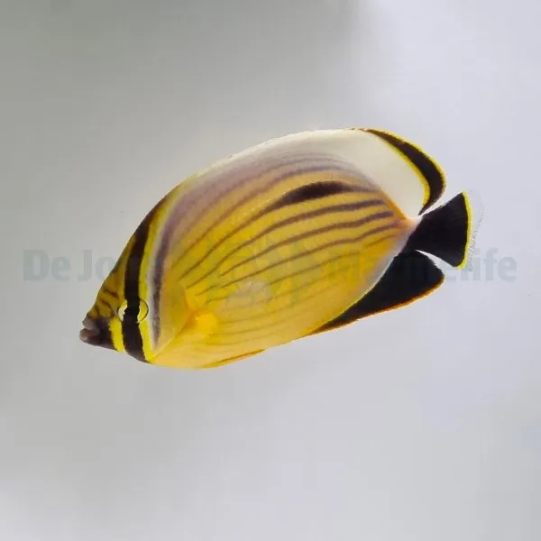 Chaetodon austriacus | All sizes