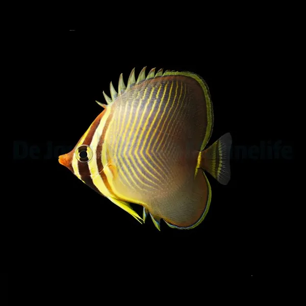Chaetodon baronessa | S