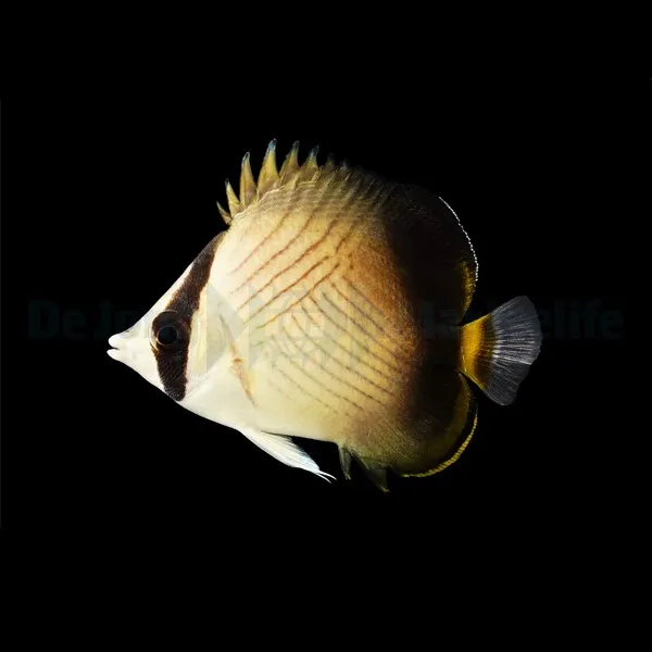Chaetodon decussatus | L