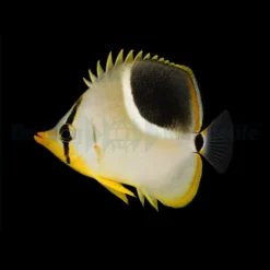 Chaetodon ephippium | S