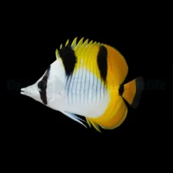 Chaetodon Falcula | Size L