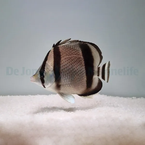Chaetodon humeralis | S