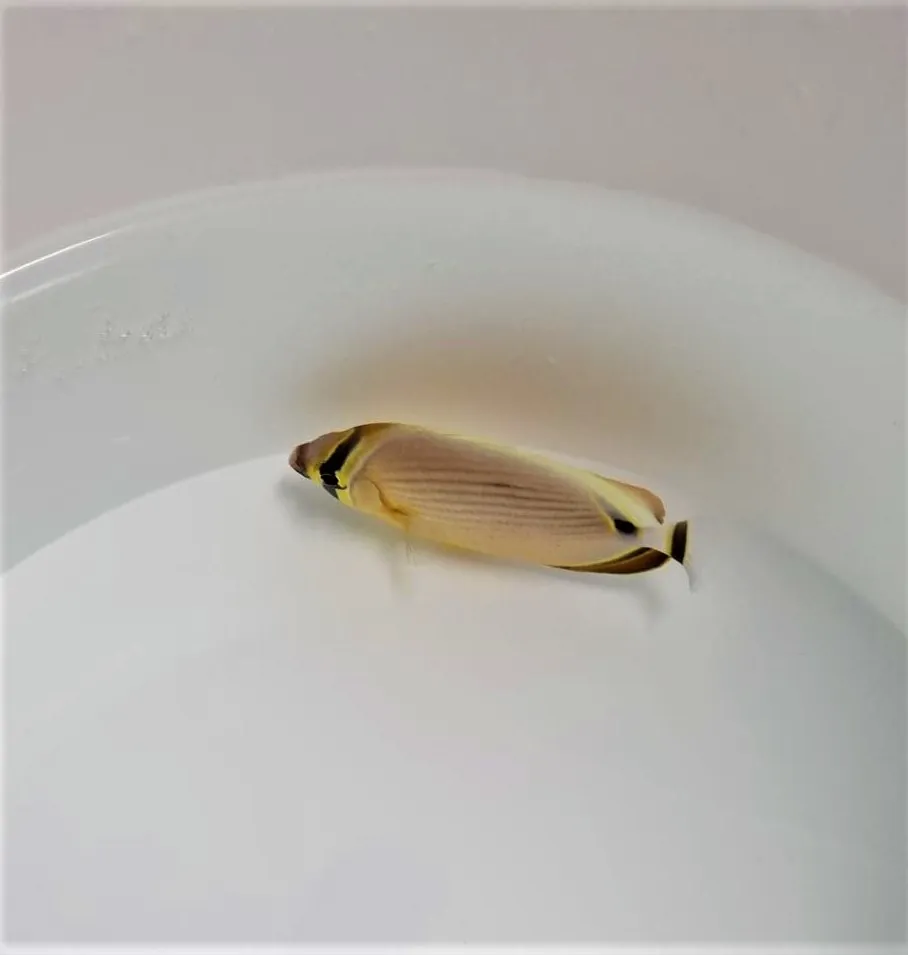 Chaetodon lunulatus | S