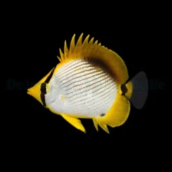 Chaetodon melannotus | M