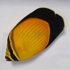 Chaetodon melapterus | All sizes