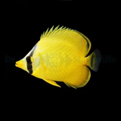 Chaetodon rafflesii | M