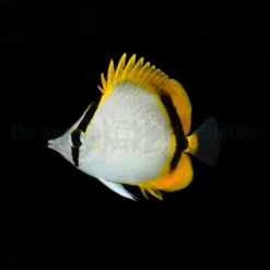 Chaetodon selene | L