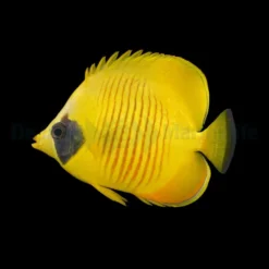 Chaetodon semilarvatus | L