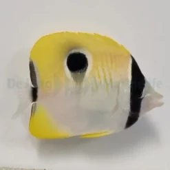 Chaetodon unimaculatus | S