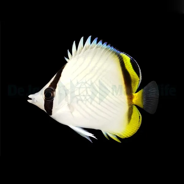 Chaetodon vagabundus | L