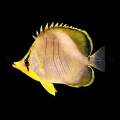 Chaetodon xanthocephalus | L