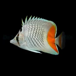 Chaetodon xanthurus | M