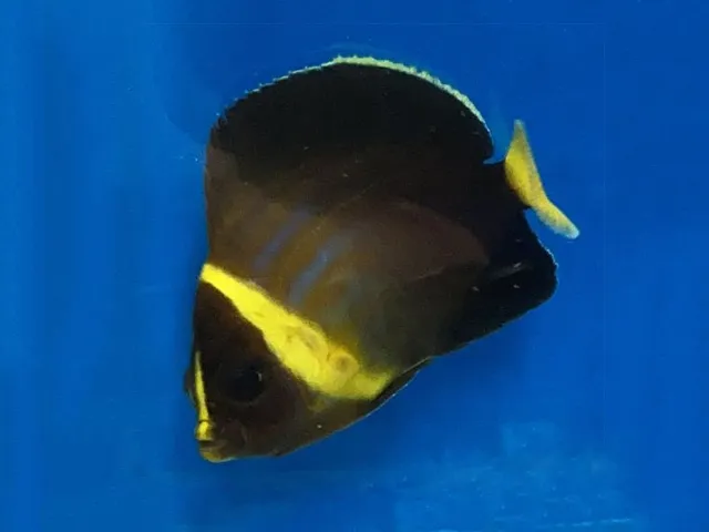 Chaetodontoplus cephalareticulatus | All sizes