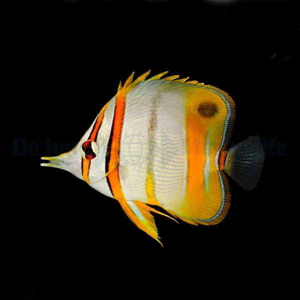Chelmon marginalis | L