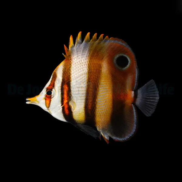 Chelmon muelleri | L