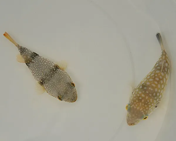 Chelonodon patoca | All sizes