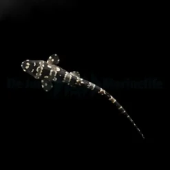 Chiloscyllium plagiosum | M