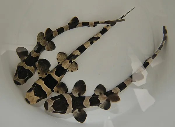 Chiloscyllium punctatum - T.B. | L