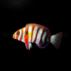 Choerodon fasciatus (Australia) | S/M