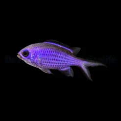 Chromis cyanea | S/M