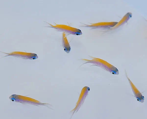 Chromis insolata | All sizes