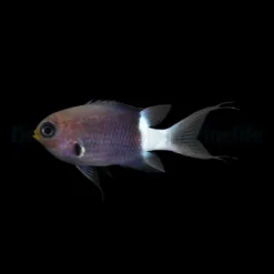 Chromis margaritifer | All sizes