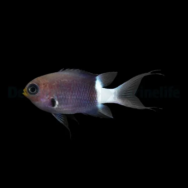 Chromis margaritifer | All sizes